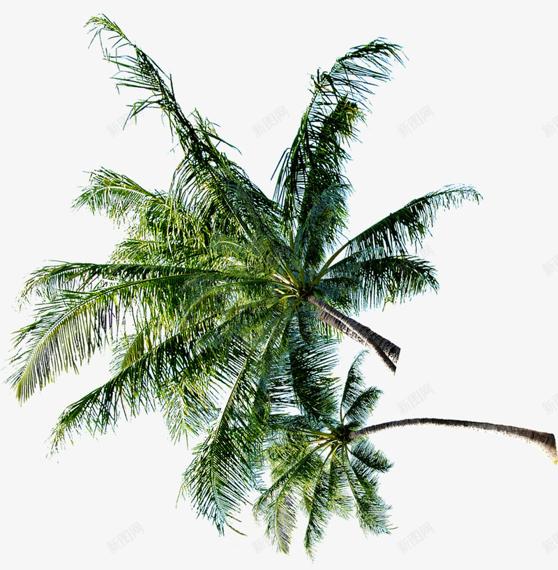 沙滩海报卡通植物棕叶png免抠素材_新图网 https://ixintu.com 卡通 植物 沙滩 海报