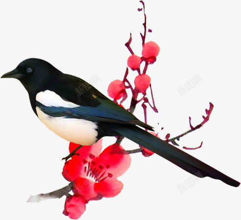 手绘合成水彩红色的梅花喜鹊png免抠素材_新图网 https://ixintu.com 合成 喜鹊 梅花 水彩 红色