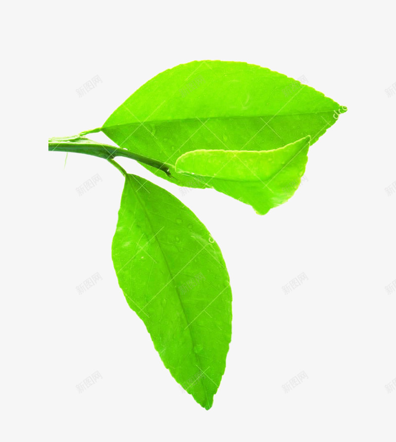 柠檬叶嫩芽png免抠素材_新图网 https://ixintu.com 叶子 嫩芽 柠檬叶 树叶 植物