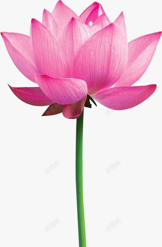 莲花荷花莲藉png免抠素材_新图网 https://ixintu.com 廉洁 荷花 莲花 莲藉