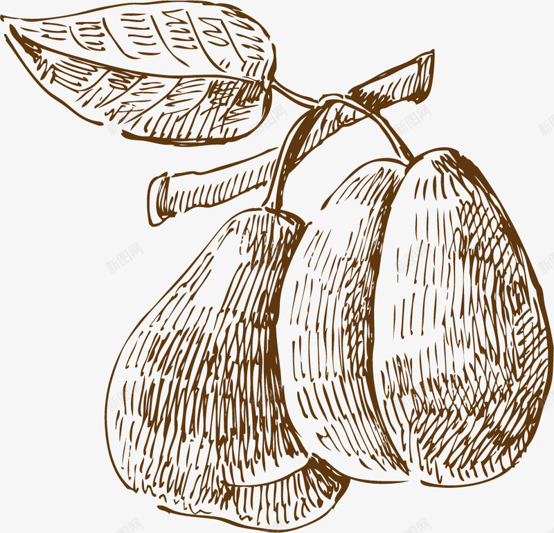梨手绘素描矢量图ai免抠素材_新图网 https://ixintu.com 平面设计 手绘 梨 水果 矢量图 素描 黑白水果