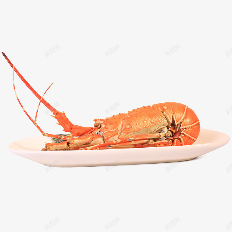 美味进口龙虾png免抠素材_新图网 https://ixintu.com 产品实物 大龙虾 澳洲龙虾 美味海虾 虾子 进口海鲜 餐饮美食 鲜美营养