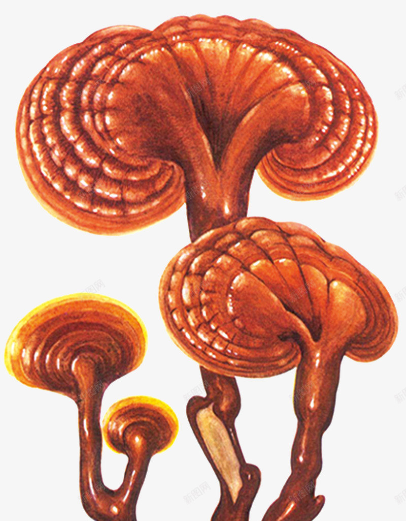 赤芝png免抠素材_新图网 https://ixintu.com 中药 医疗保健 本草纲木 百草 草药 药材