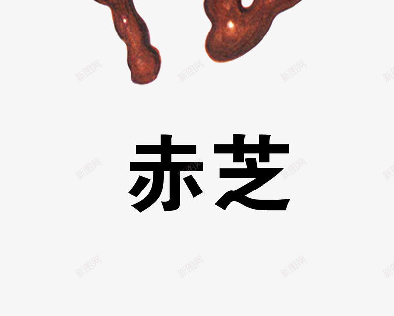 赤芝png免抠素材_新图网 https://ixintu.com 中药 医疗保健 本草纲木 百草 草药 药材