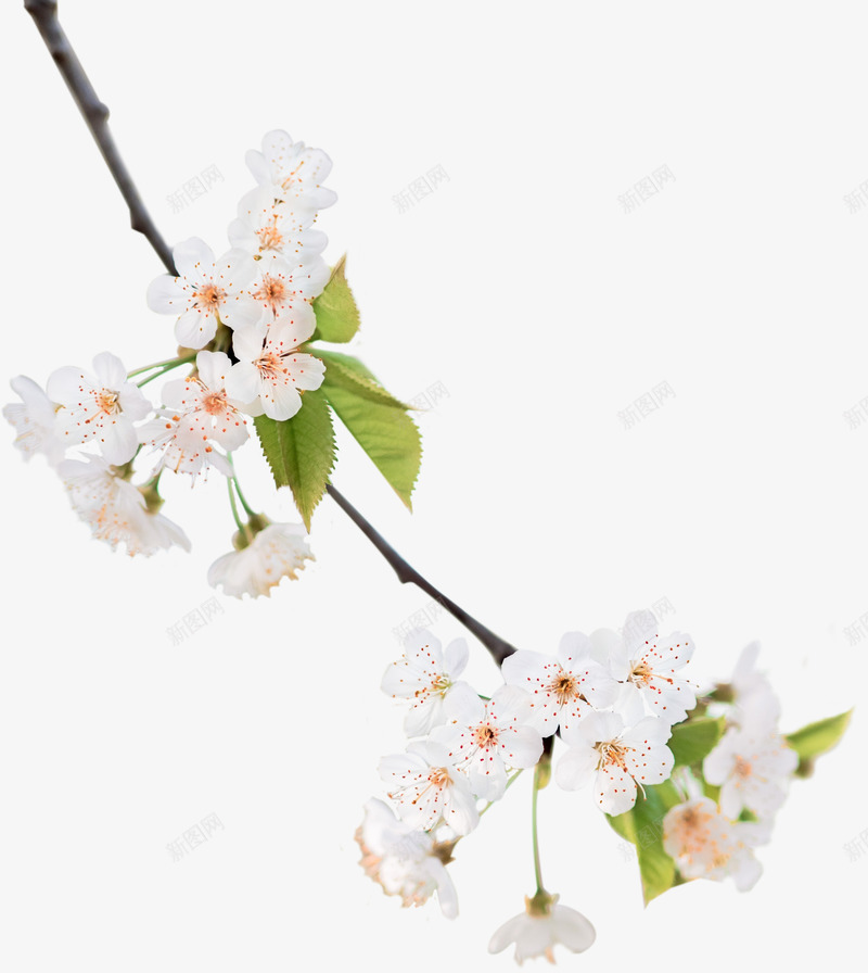 几簇白色的花psd免抠素材_新图网 https://ixintu.com 梨花 植物 白花 花