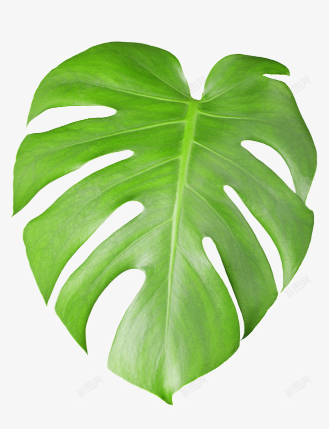 热带植物叶子png免抠素材_新图网 https://ixintu.com 叶子 夏季植物 春夏 树叶 植物 热带 热带植物 环保 绿叶 绿色 绿色植物