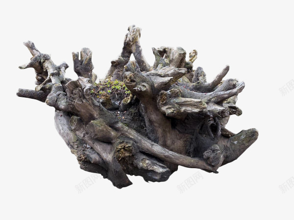 灰白色植物根茎艺术品摆件png免抠素材_新图网 https://ixintu.com 干枯 枯树 枯树根 树木 树根 树桩 植物 植物根茎 灰白色 艺术品