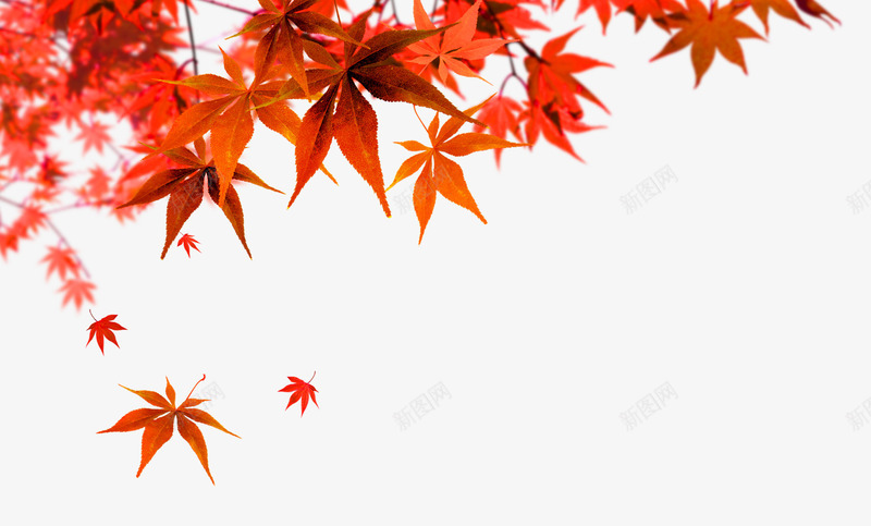 秋天的红枫叶png免抠素材_新图网 https://ixintu.com 枝叶 枫叶 枫叶动漫 枫树 秋天 秋季 飘落 红枫