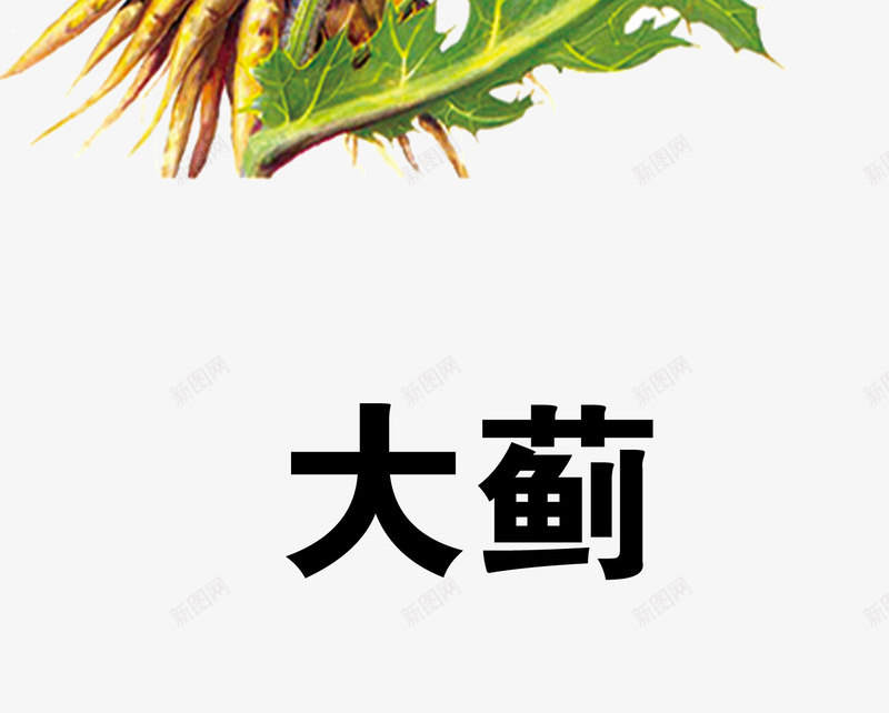 大蓟png免抠素材_新图网 https://ixintu.com 中药 医疗保健 本草纲木 百草 草药 药材