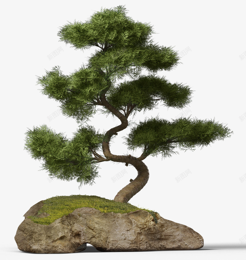 石头和松树盆栽psd免抠素材_新图网 https://ixintu.com 实物 日本松树 松树 盆栽 石头 绿松树 罗汉松 雪松木