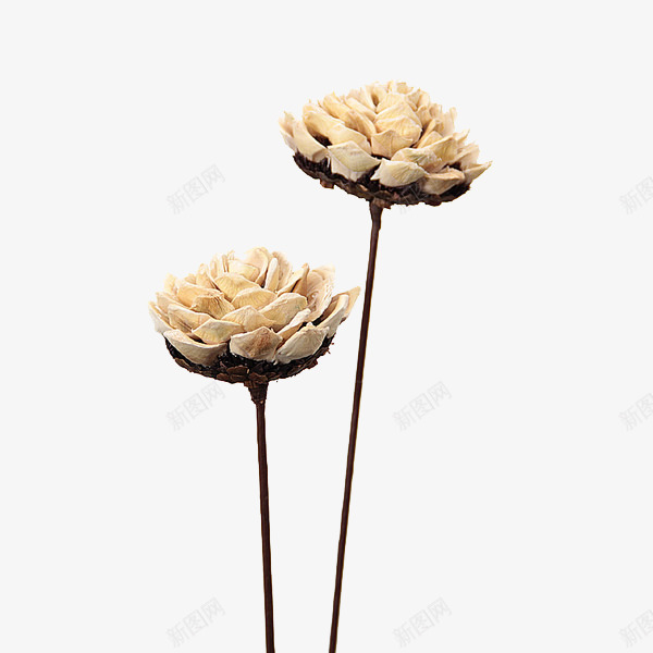 松柏籽装饰png免抠素材_新图网 https://ixintu.com 家居装饰 干花花束 干花花艺 松柏籽装饰 梅花干花 花枝花束 风干植物