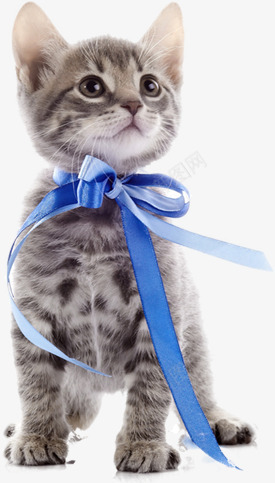可爱宠物猫咪png免抠素材_新图网 https://ixintu.com 免扣素材 免费 可爱 宠物 宠物猫 猫咪 蓝色 丝带装饰图案
