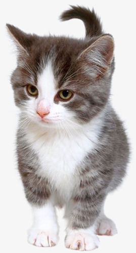 可爱猫咪生气眼神png免抠素材_新图网 https://ixintu.com 凶巴巴 可爱 怒气冲冲 恼火 憋屈 生气 眼神