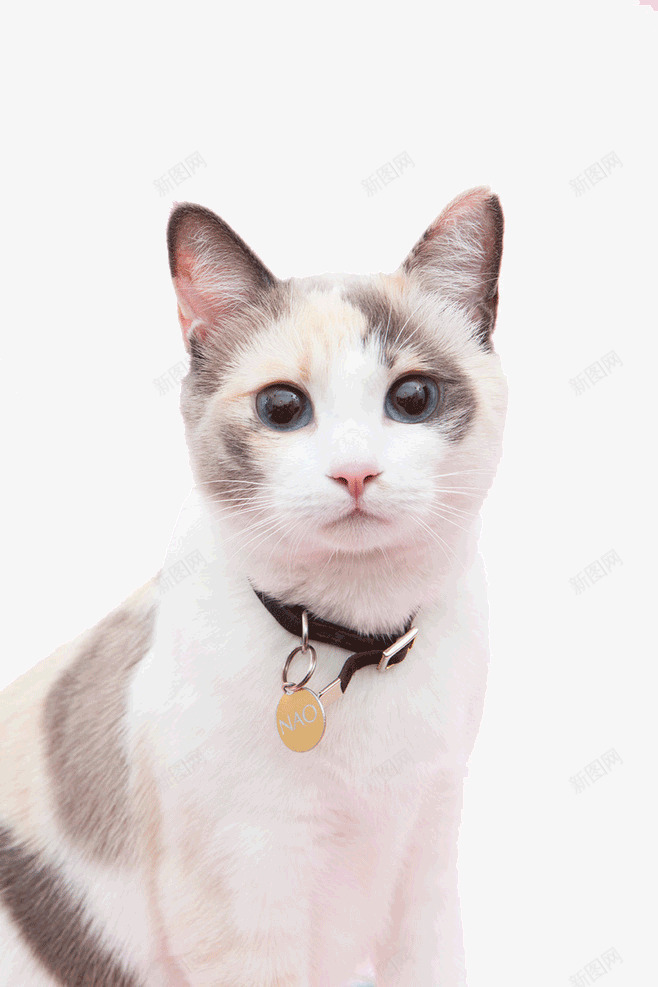 带铃铛的猫咪png免抠素材_新图网 https://ixintu.com 可爱 可爱动物 可爱宠物 可爱小猫咪 可爱猫咪免抠 可爱猫咪免抠png 宠物猫咪 小猫咪 猫 猫猫 萌宠 铃铛
