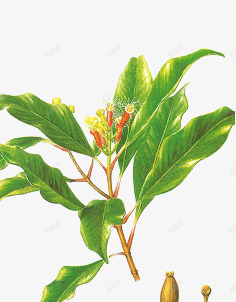 丁香png免抠素材_新图网 https://ixintu.com 中药 医疗保健 本草纲木 百草 草药 药材