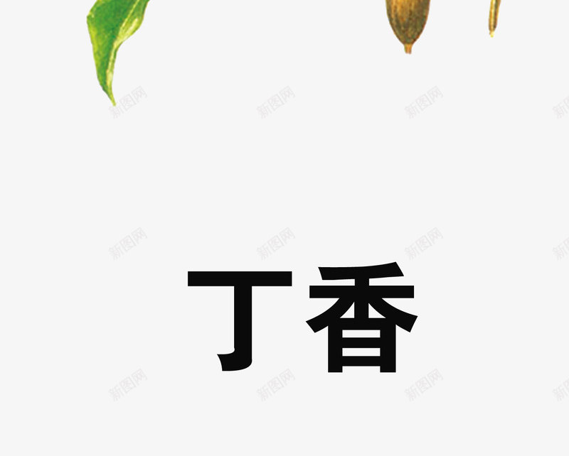 丁香png免抠素材_新图网 https://ixintu.com 中药 医疗保健 本草纲木 百草 草药 药材