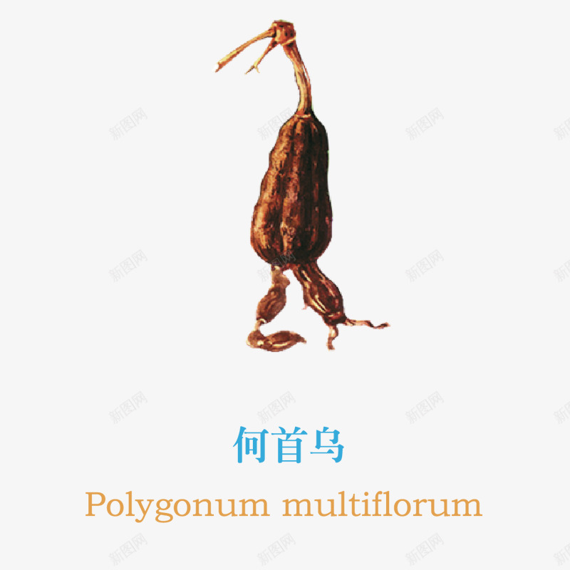 何首乌草本植物png免抠素材_新图网 https://ixintu.com 何首乌 入药 植物 草本植物 药用
