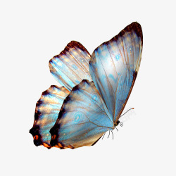 活力蝴蝶彩色昆虫活力高清图片