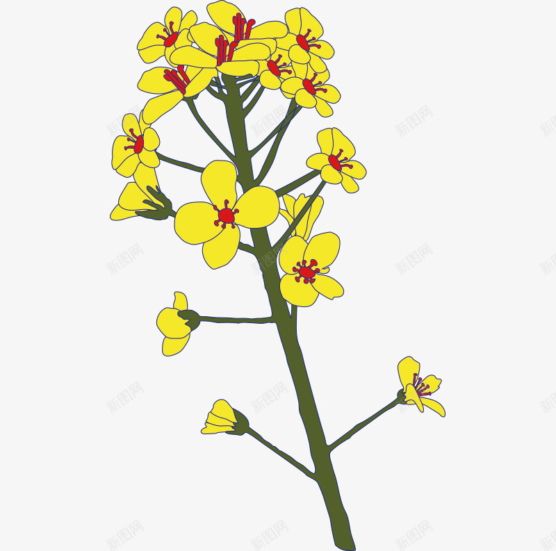 手绘简笔画一株黄色油菜花png免抠素材_新图网 https://ixintu.com 一株花朵 手绘 植物插图 油菜花 简笔画 黄色