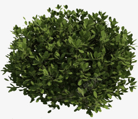 灌木png免抠素材_新图网 https://ixintu.com 乔木 园林景观 景物实物 景观植物png免费下载 树木 植物 灌木 绿色 绿色植物 苗木 草丛