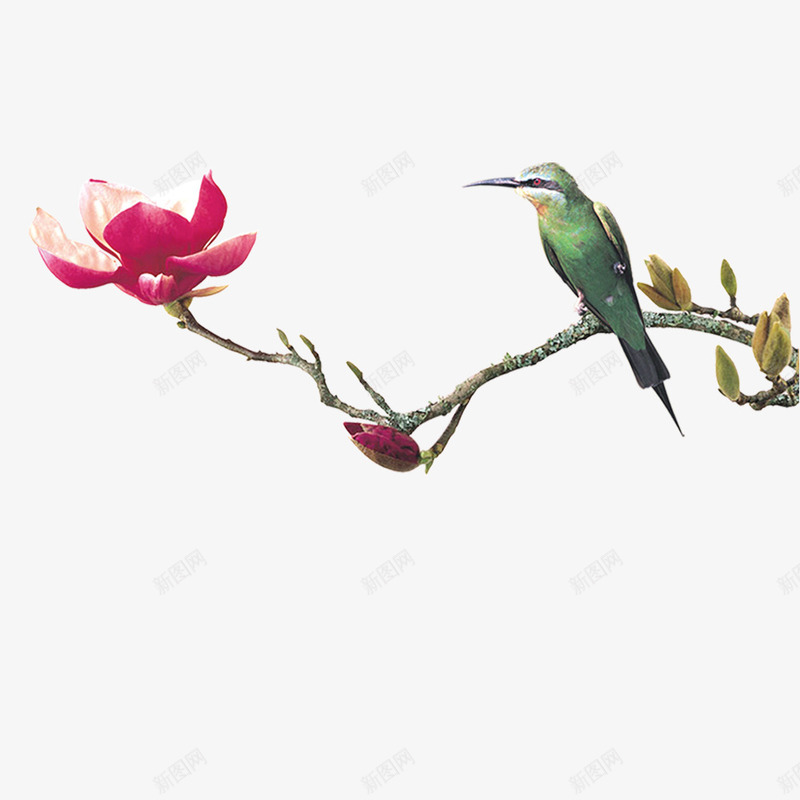 中国风水墨花卉png免抠素材_新图网 https://ixintu.com 小鸟 桃花 水墨花 笔触