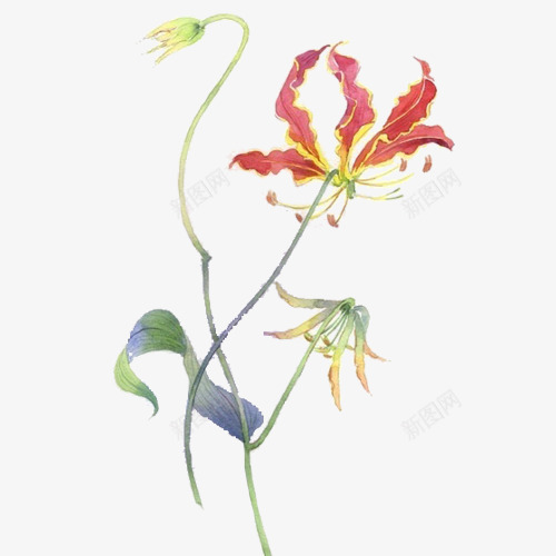 曼珠沙华插画png免抠素材_新图网 https://ixintu.com 彩绘 手绘 插画 曼珠沙华