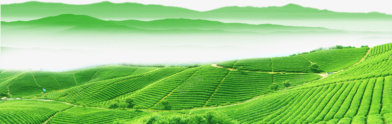 茶山png免抠素材_新图网 https://ixintu.com 健康 山 环保 绿色 茶 茶山 连绵起伏