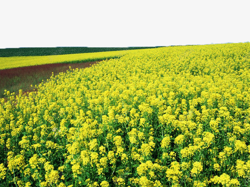 油菜花田矢量图eps免抠素材_新图网 https://ixintu.com 油菜花 美景 花海 风景 矢量图
