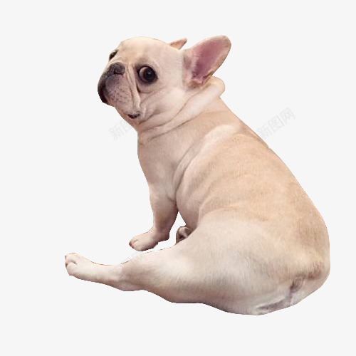小型动物png免抠素材_新图网 https://ixintu.com 斗牛犬 法斗 眼睛大 肌肉发达 骨骼沉重