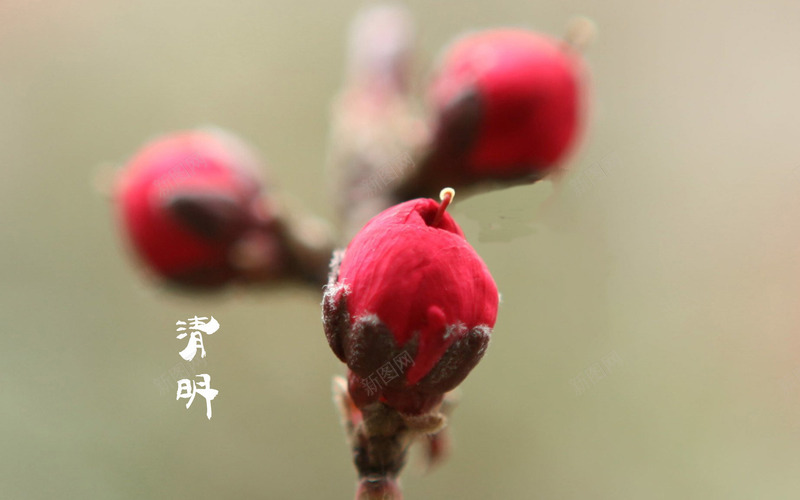 春天四月清明节青团海报背景25psd设计背景_新图网 https://ixintu.com 清明 节气 四月 春天 鲜花绽开 海报 清明节 传统节日 祭祖扫墓 青团 背景