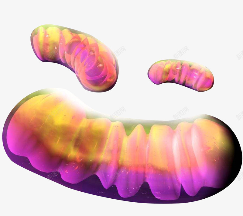 彩色微生物学线粒体插图透明png免抠素材_新图网 https://ixintu.com 彩色 微生物 插图 生命 生物医学 生物科学 线粒体 线粒体结构图 细胞 高尔基体