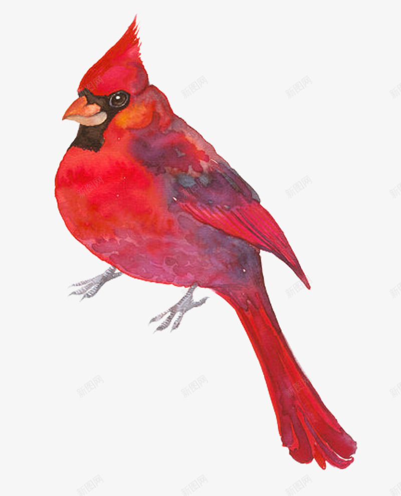 水彩动物鹦鹉手绘插画png免抠素材_新图网 https://ixintu.com 动物 手绘 插画 水彩 绘画 鸟类 鹦鹉
