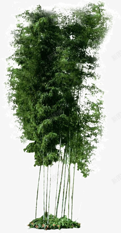 树木专辑png免抠素材_新图网 https://ixintu.com 树