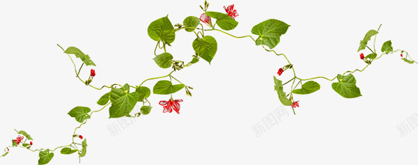 手绘红色花藤蔓png免抠素材_新图网 https://ixintu.com 小红花 手绘绿叶 红色花朵 绿腾 藤蔓