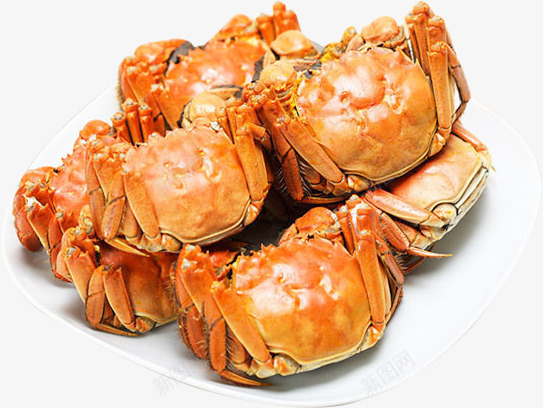海鲜螃蟹食物png免抠素材_新图网 https://ixintu.com 海鲜 螃蟹 食物