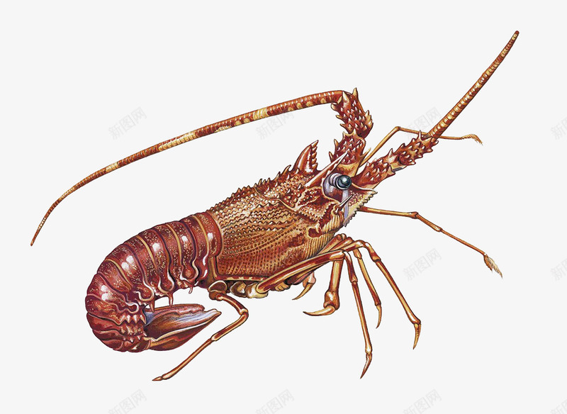 卡通小龙虾png免抠素材_新图网 https://ixintu.com 动物 卡通小龙虾 小龙虾插画 海鲜 生物学 甲壳类 虾 龙虾