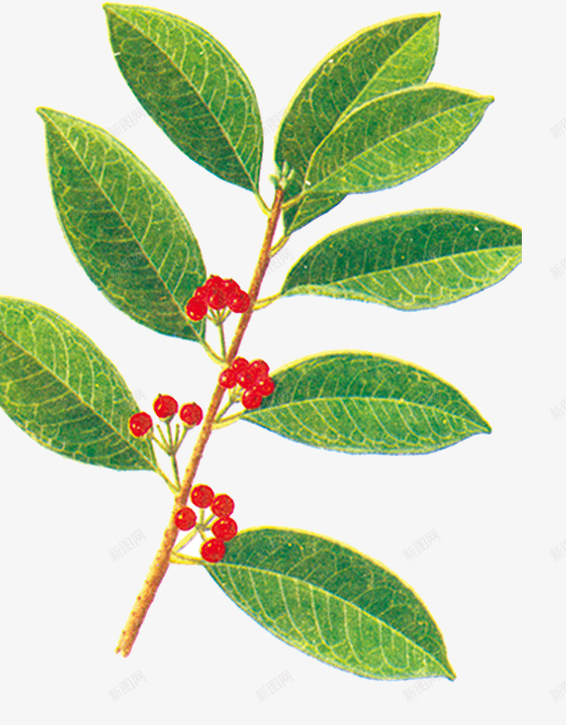 冬青png免抠素材_新图网 https://ixintu.com 中药 医疗保健 本草纲木 百草 草药 药材