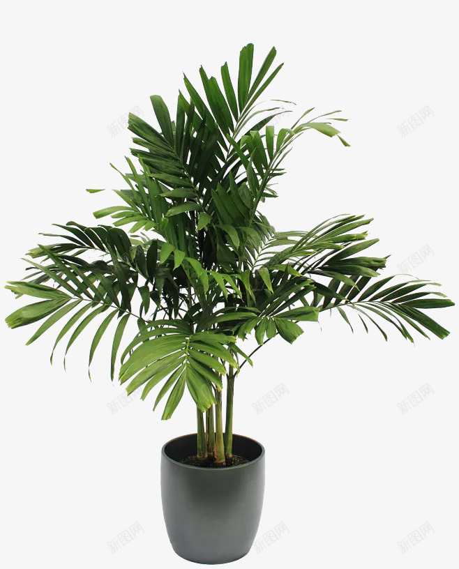 植物家居生活2png免抠素材_新图网 https://ixintu.com 家居 植物 生活 绿色