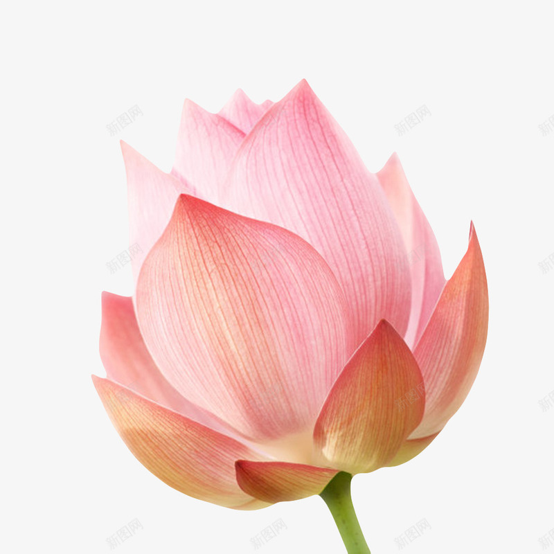红色纯洁的白色纹理的水芙蓉实物png免抠素材_新图网 https://ixintu.com 印度国花 山龙眼目 植物 水华 水旦 水生植物 水芙蓉 水芝 玉芝 芙蓉 芙蕖 莲花 鞭蕖