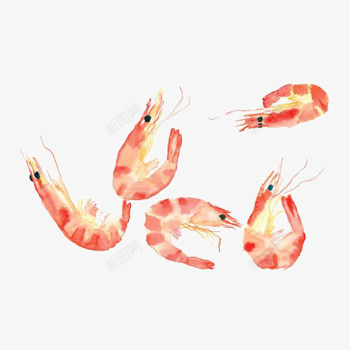 水彩大虾png免抠素材_新图网 https://ixintu.com 卡通大虾 大虾插画 海鲜 虾仁 醉虾 鲜虾