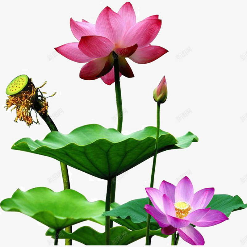 花卉专辑png免抠素材_新图网 https://ixintu.com 竹子荷花荷叶满池塘 粉色 素雅 绿色 荷叶 荷花 莲花