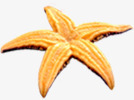 沙滩海边黄色海星png免抠素材_新图网 https://ixintu.com 沙滩 海星 海边 黄色