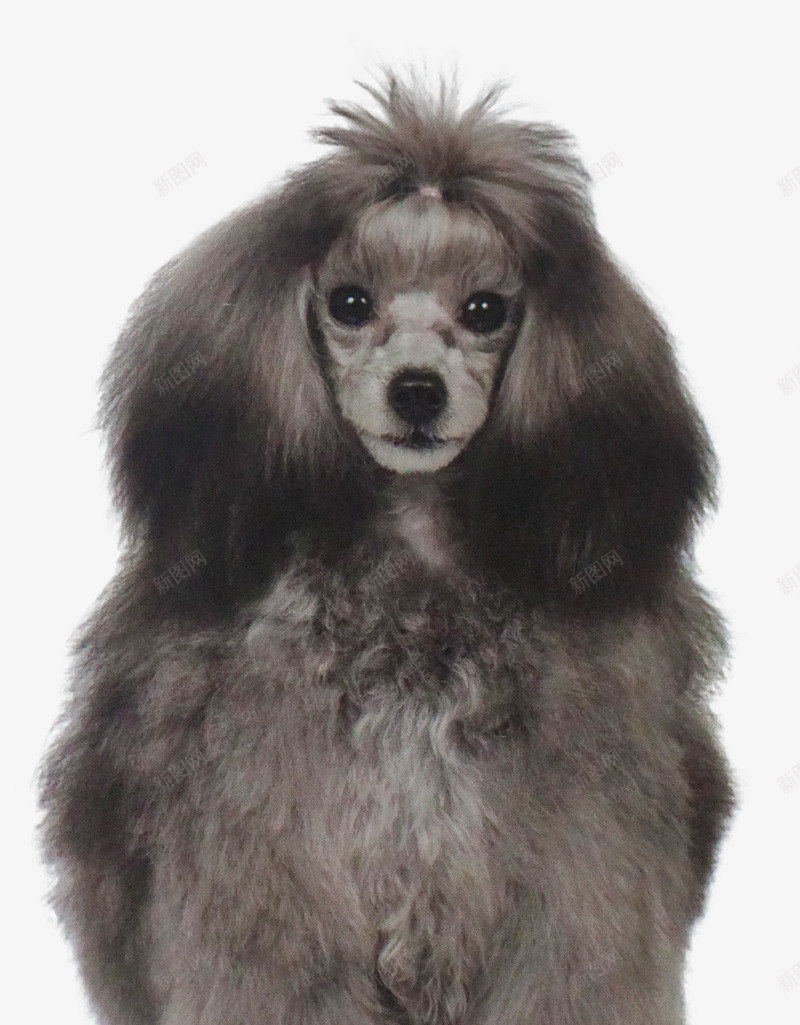 贵宾犬束长发png免抠素材_新图网 https://ixintu.com 可爱 女孩 美容造型 长发 黑色贵宾犬