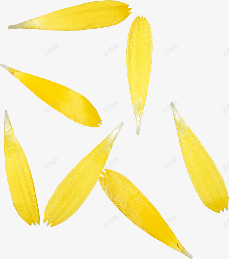 漂浮花瓣png免抠素材_新图网 https://ixintu.com 植物 花瓣 菊花 菊花图案 鲜花 黄色