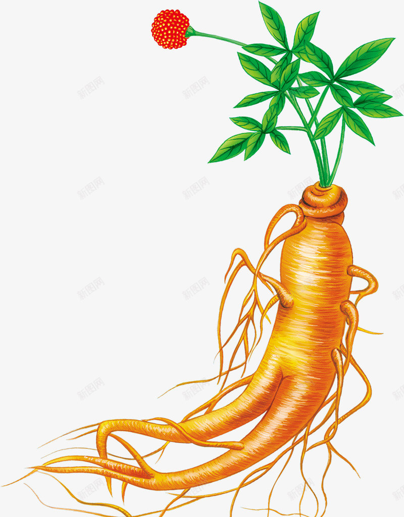 人参png免抠素材_新图网 https://ixintu.com 中医 中药 中药材 人参 人参花 医术 医疗医药 带花人参 手绘中药材 药材