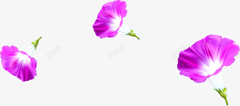 飘落的紫色牵牛花七夕情人节png免抠素材_新图网 https://ixintu.com 情人 牵牛 紫色 飘落
