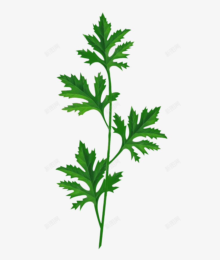 艾草png免抠素材_新图网 https://ixintu.com 工笔树叶 手绘 树叶 植物 绿色