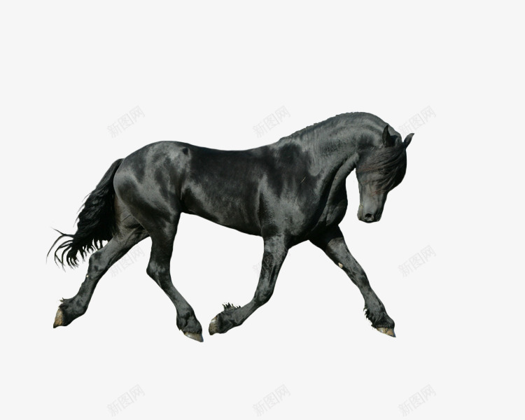 骏马奔跑png免抠素材_新图网 https://ixintu.com PNG 健康 奔跑 马 黑色