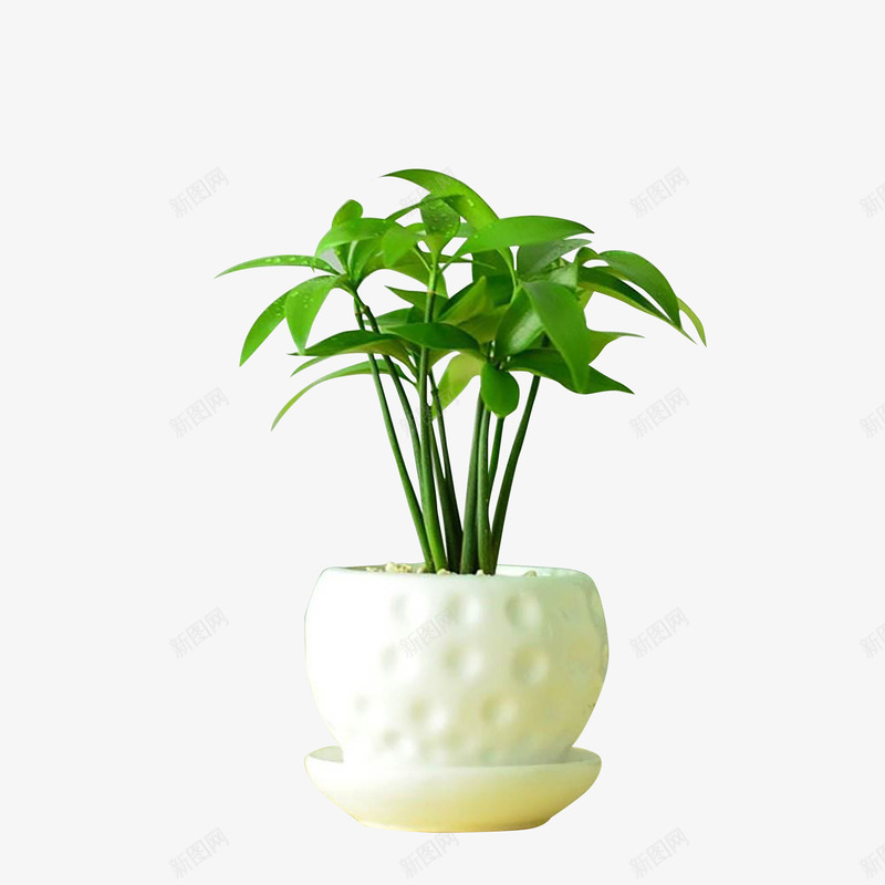 室内清新绿植png免抠素材_新图网 https://ixintu.com 室内植物 室内装饰 盆栽 绿植 绿色植物