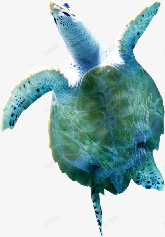 海龟png免抠素材_新图网 https://ixintu.com 动物 海底世界 海洋生物 海龟